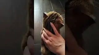 Голодный обморок