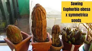 Sowing Euphorbia Obesa x Symmetrica Seeds & Euphorbia Seedlings Update #succulents #cactus