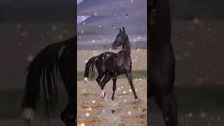 Ахалтекинские лошади