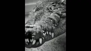 Close View of Dangerrous Lurking | Crocodile | Eligator  | Reptile