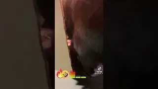 кот на чили 