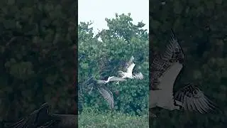 Crazy pelican steals fish from Osprey in mid air.