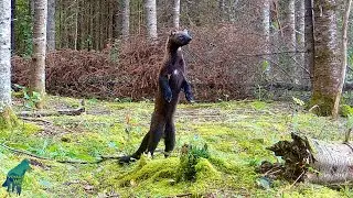 A camera was left in the forest by a creek for over a year...this is what it captured
