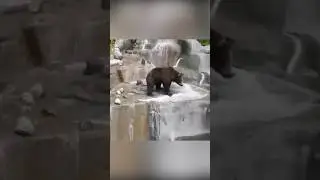 Пьяный поляк залез в вольер к медведю