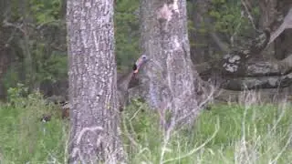 INTENSE Gobbling action leads to a short hunt! - Missouri 2023