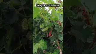 Цветение винограда в конце августа 🍇 #виноделие #сад #дача #виноград