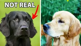 The Truth About Black Golden Retrievers