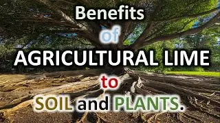 Benefits of AGRICULTURAL LIME to SOIL and PLANTS