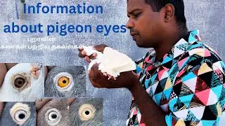 Information about pigeon eyes || புறாவின் கண்கள் பற்றிய தகவல்கள் || 