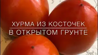 А Вы сажали хурму из косточки ?