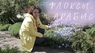 Phlox I Arabis I Garden of Lyudmila Kudasova