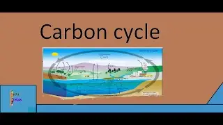 Carbon Cycle