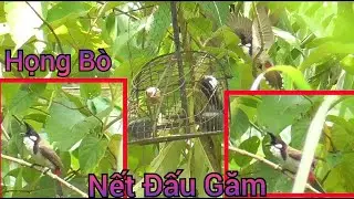 Bẫy Chim Chào Mào Bổi Mới Nhất. Gặp Chiến Binh Già Rừng Zin Chưa Khai Thác Nết Đấu Xòe Cực Căng.
