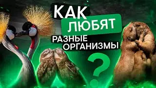 Как 
