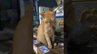 Самый грустный кот 🐱😔 