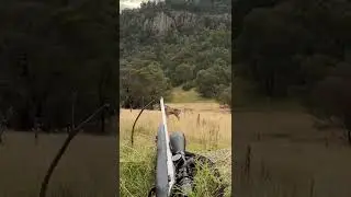Fallow buck walks past deer hunters at very close range.