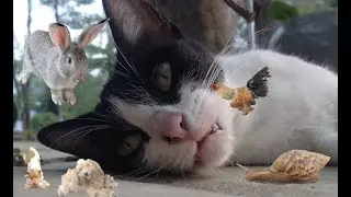 Wild Thailand