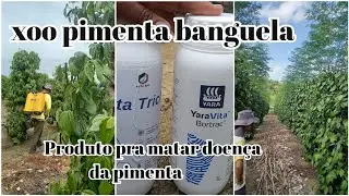 produto pra combater a doença da pimenta e pra não deixar a pimenta Benguela