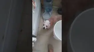 This dog really hates me XD