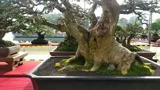 BONSAI INDONESIA Desember 2022 MONUMEN JOGJAKARTA KEMBALI (MONJALI) PBBI Sleman.