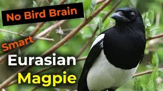 Eurasian Magpie | No Bird Brain