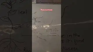 Photosynthesis (प्रकाश संश्लेषण)practical ke sath#shorts #trending #photosynthesis😍🥰