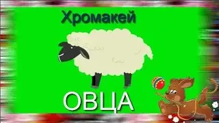 38. Футаж на хромакее. Овца. Футаж для создания видео.