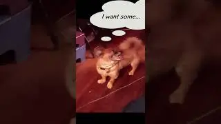 Senamin Communicates With So Much Passion! #fypシ゚viral #puppy #dogs #dogsshorts #cutedog #soulfood
