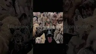 Mention your fav dog  #funny #asthetics #astheticedits #bestfriends #friendship #friends