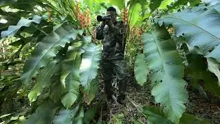 safari photo Martinique