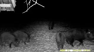 Wild boars on the feeder. Hunting and fishing. Photo hunting. Issue 