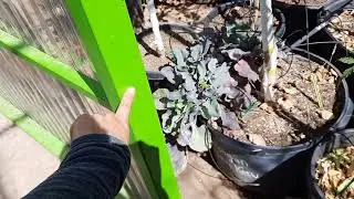 Gardening year round in a climate controlled greenhouse!