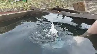 Купили дачу/Полив из бака без насоса