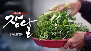 부여 오일장 | 정이 오가는 전통시장, 서민들의 삶터 충남 부여오일장  | 다큐멘터리 장날 | 대전MBC