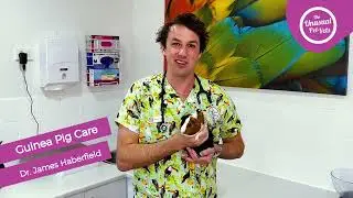 🐹 Pet Guinea Pig Health and Dental Care 👉 with Dr James Haberfield