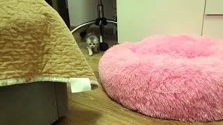 Смешной Котенок😁 идет кушать очень деловой походкой❤️