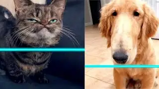 Unexpected Time Warp Scan Cats and Dogs 🐱🐶 #1