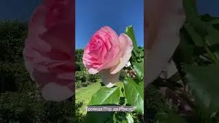 Троянда Пʼєр де Ронсар