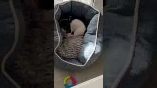 У меня теперь вот так 🐶🐕‍🦺