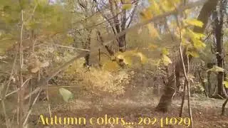 Цвета осени... 20241029