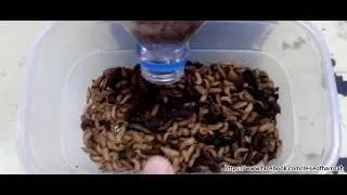 Harvest some BSF and then feed it to the fish