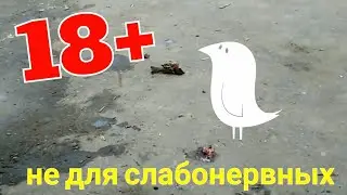 КАК ПРИГОТОВИТЬ ВОРОБЬЯ. СМОТРЕТЬ ДО КОНЦА. СЪЕЛ ПОДЛУЮ ПТИЦУ