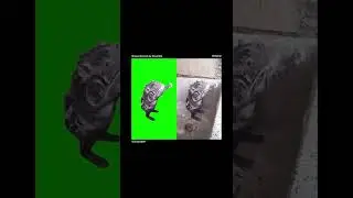 Rat Showering Itself Green Screen