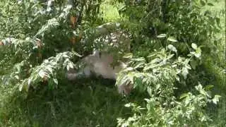 Pride of Lions in Masai Mara - Near Topi Plain