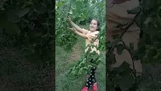 Fındık bahçesine gübre atmaz ilaç atmaz bakım yapmaz bizden iyi fındığı var