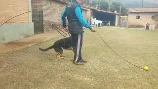 Esko do Sadonana - 11 meses, intensificando os latidos ativos