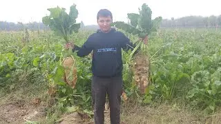 Лаблабу 028806868 барои чорво