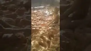 Бги дега