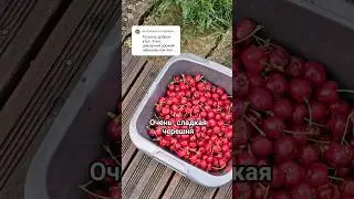 первый урожай черешни 