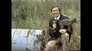Live news report gets interrupted by adorable grey kitten demanding pets from the news reporter